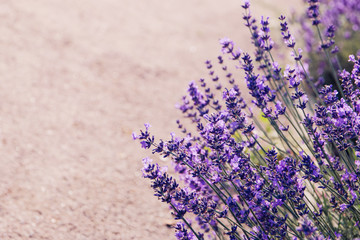 Lavender flowers blooming. Purple field flowers background. Tender lavender flowers.