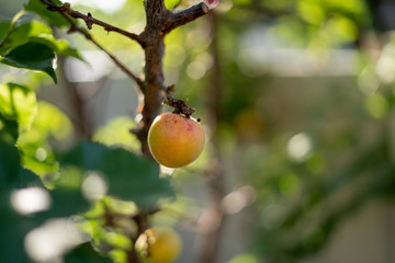 Small Apricot On Tree