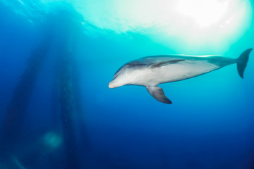 Red sea dolphin