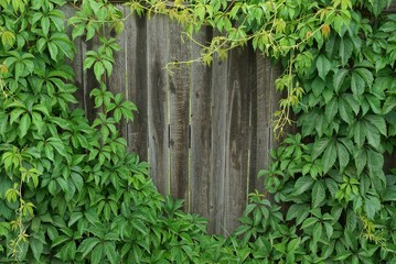 gray wooden fence overgrown with green plants with leaves