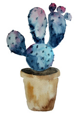 Watercolor cactus isolated on a white background