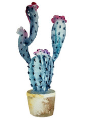 Watercolor cactus isolated on a white background