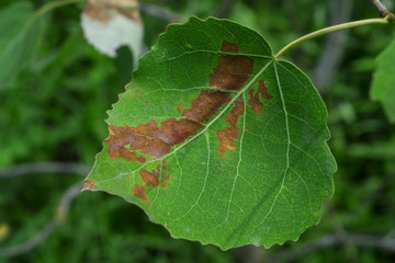 Autumn green leaf
