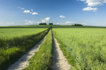 Long road through green field, copses and blue sky