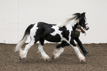 Fototapeta na wymiar Equestrian Equine Horse Show Winner