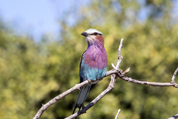 Lilac-breasted Roller, Coracias caudata, Chobe National Park, Botswana