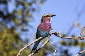 Lilac-breasted Roller, Coracias caudata, Chobe National Park, Botswana