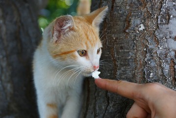 small spotted cat eats white fodder with finger