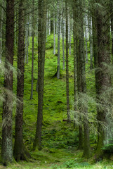 Fototapeta na wymiar Green and lush view with firs and ferns near Water of Nevis and Steall Falls from a walk from Polldubh and Achriabhach in the foot hills of Ben Nevis, Highlands, Scotland