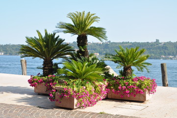 Fototapeta na wymiar Tree palms and flowers at the lake Garda in Solo, Italy