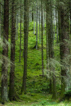 Green and lush view with firs and ferns near Water of Nevis and Steall Falls from a walk from Polldubh and Achriabhach in the foot hills of Ben Nevis, Highlands, Scotland © Julian Gazzard
