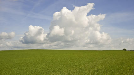 Fototapeta premium Acker unter blauem Wolkenhimmel