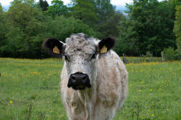 long-haired cow with cute clips on the green pasture in the summer
