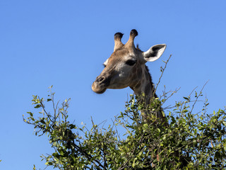 Naklejka premium Portrait South African giraffe group, Giraffa giraffa giraffa, Chobe National Park, Botswana
