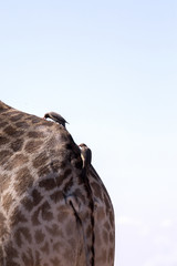 Red-billed Oxpecker, Buphagus erythrorhynchus dislodge parasite giraffes, Chobe National Park, Botswana