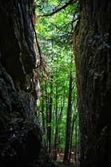 rocks with tree and forest in the background