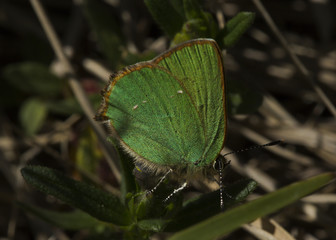 Green hairstreak