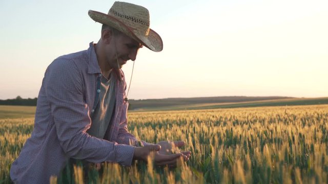 Happy farmer rejoicing of the good wheat's harvest in the field. 4K