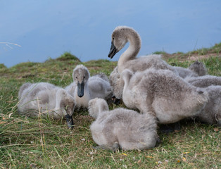 Swan cygnets feeding