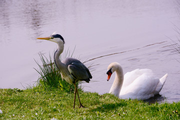 Swan and Grey Heron