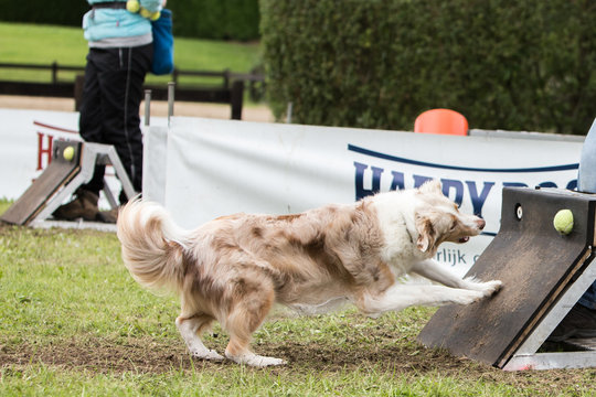 border collie dog in flyball contest in belgium