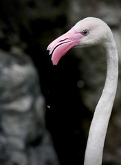 Portrait of Pink flamingo’s hade and water drop, flamingo have a beautiful coloring of feathers. Flamingo are graceful bird living in any zoo in the world.