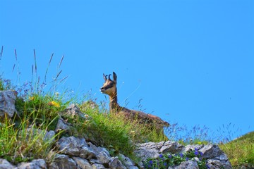 mountain goat - great hike on the Strada delle 52 gallerie - beautiful landscape in Italy with spectacular views - road of 52 tunnels