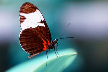 Closeup  beautiful butterfly  & flower in the garden.