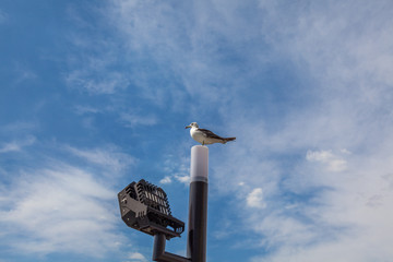 A gull resting in the harbor