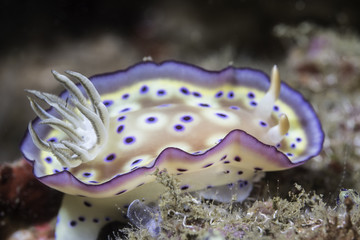 Nudibranch in coral reef at Lembeh, Sulawesi, Indonesia 