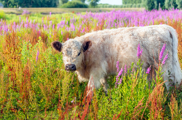 Fototapeta premium Young light-colored Galloway cow in the midst of colorfully flowering herbs and wild plants
