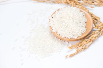 white rice in wooden bowl and unmilled rice isolated on white background
