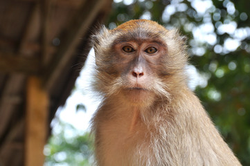 PORTRAIT OF A WILD MACAQUE MONKEY IN THAILAND WITH DEFOCUSED BACKGROUND