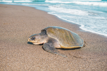 Giant turtle on the beach in Bali