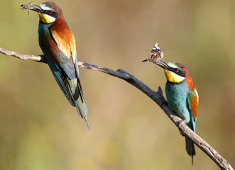 Two parents -  European bee-eater sits on a branch and holds in his beak a bee and a large dragonfly