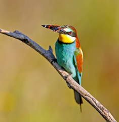 The European bee-eater sits on a branch and holds in his beak a large red butterfly