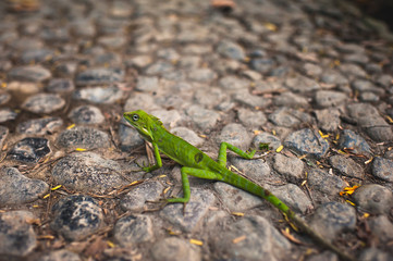 Nice meeting with a green lizard in Bali