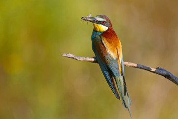 The European bee-eater sits on a branch and holds in his beak a large fly