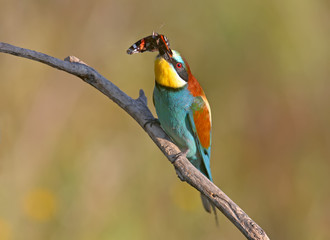 The European bee-eater sits on a branch and holds in his beak a large red butterfly named Admiral