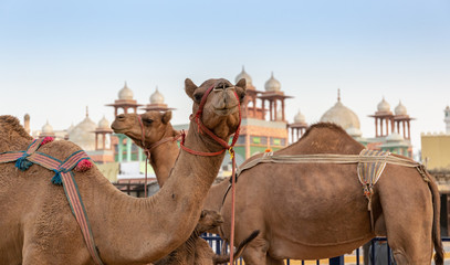 camels in the Dubai