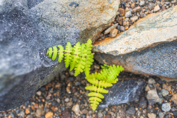 Original colorful wallpaper with leaves