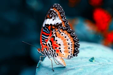 Poster Nahaufnahme schöner Schmetterling &amp  Blume im Garten. © blackdiamond67