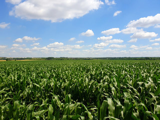 Field with young corn in Russia