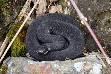 viper