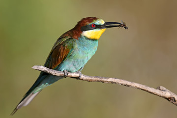 The European bee-eater sits on a branch and holds in his beak a large fly