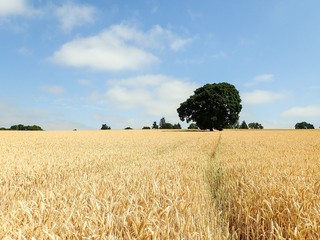 Oak tree in barley field, Rickmansworth, Hertfordshire, UK