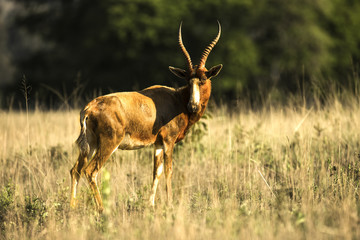 blesbok