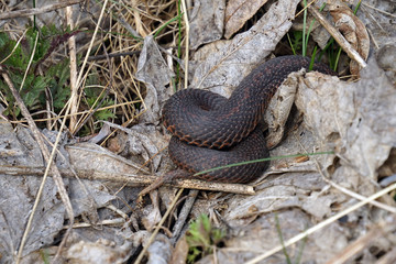 Fototapeta premium viper