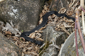 viper