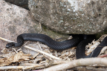 viper